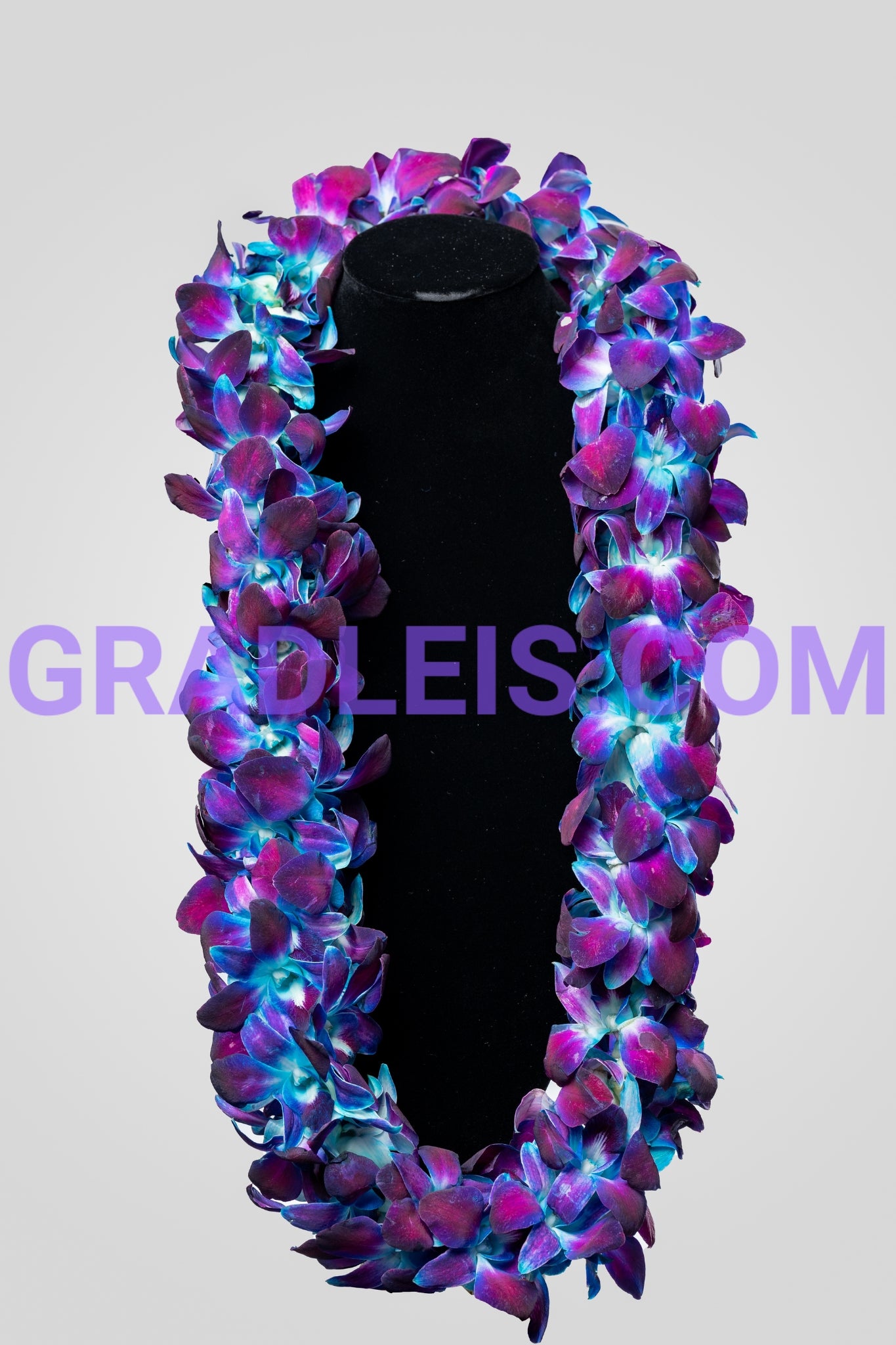 Double Blue Orchid Graduation Lei - Funeral Flowers Online