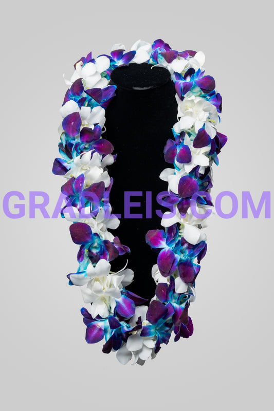 Blue And White Double Orchid Graduation Lei - Funeral Flowers Online