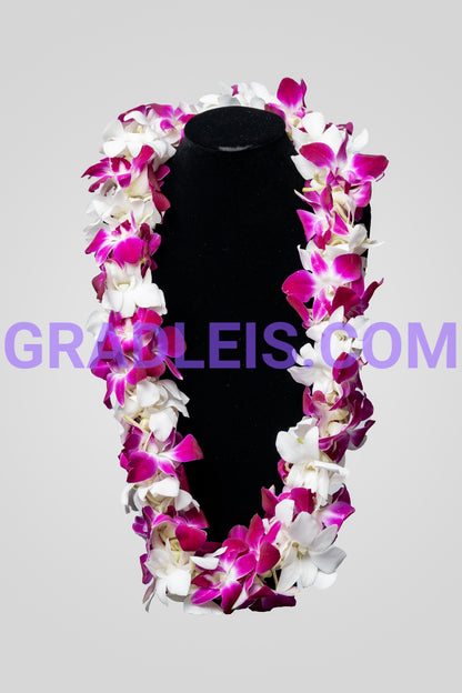 Bombay and White Double Orchid Graduation Lei - Funeral Flowers Online